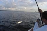 harold fighting 100lb tarpon 2 08-07-03.jpg