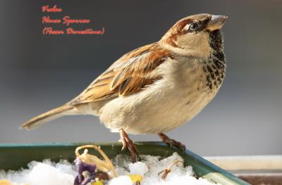 Sparrows (vrapci)