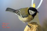 Great Tit