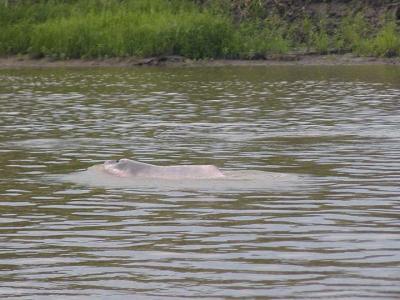 Pink river dolphins