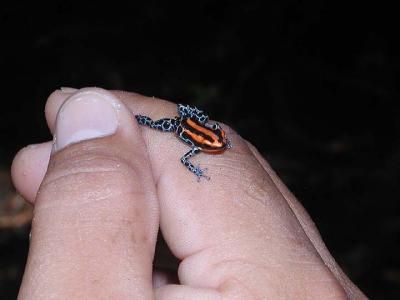 u17/millau70/medium/5705471.37Poisondartfrog.jpg