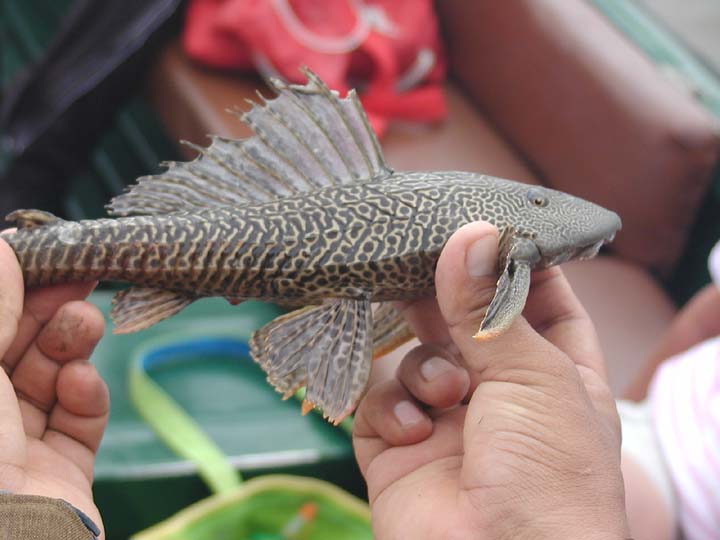 Armored catfish