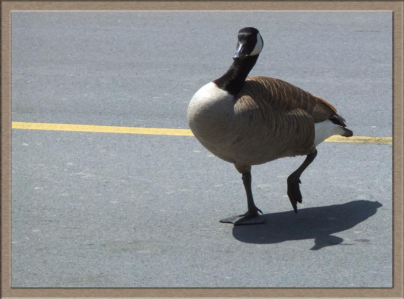 Gertrude the Dancing Goose