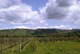 Sonoma Valley vines