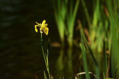 IMG00008yellow iris lake.jpg