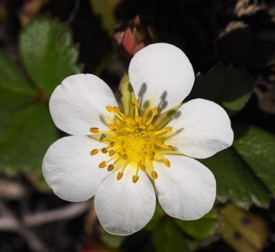 IMG01491strawberry flower.jpg