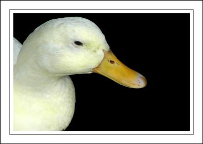 White duck ~ Stourhead