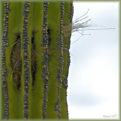 woodpecker nest