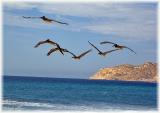 cabo pelicans