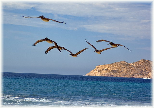 cabo pelicans