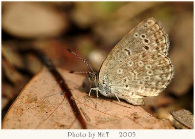 `ߦǽ Pale Grass Blue (Zizeeria maha)