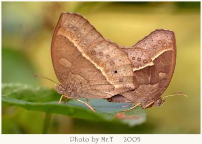 ܲ South China Bush Brown (Mycalesis panthaka)