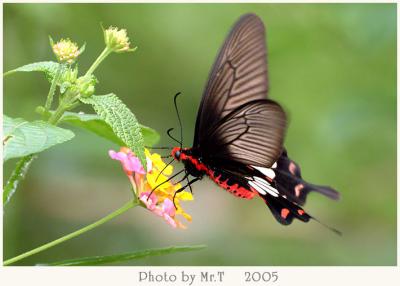 ] Common Rose (Pachliopta aristolochiae)