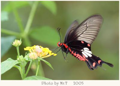 ] Common Rose (Pachliopta aristolochiae)