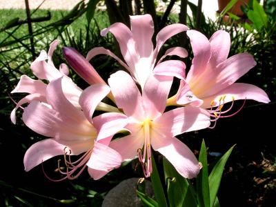 Pink Surprise Lily
