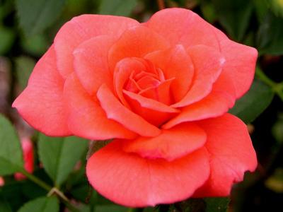 Minature Rose