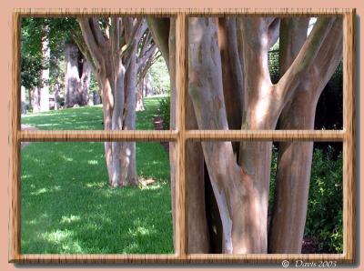Window to the Park