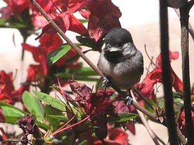 Baby Chickadee