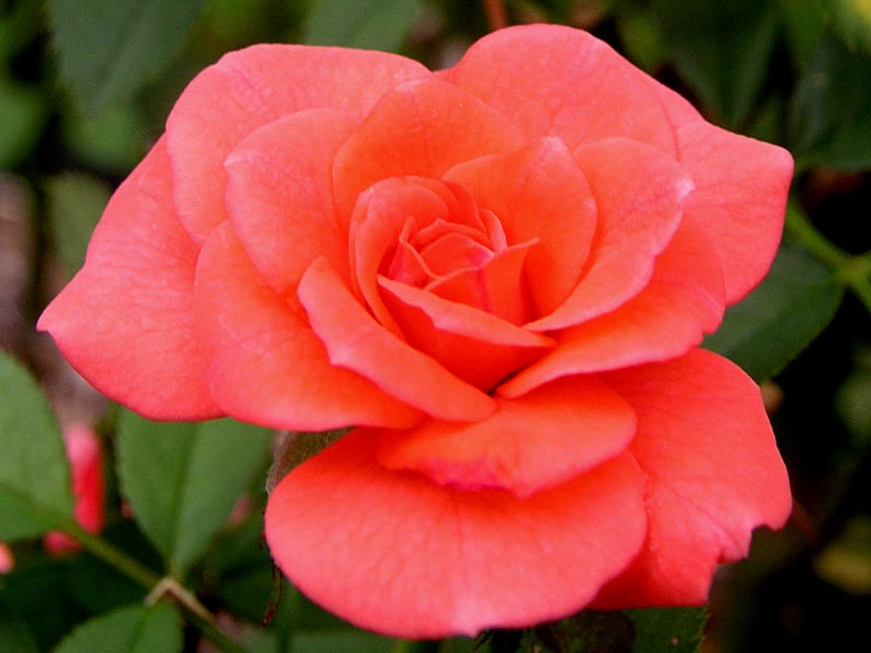 Minature Rose