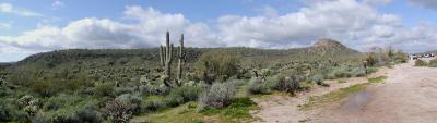 sonoran_desert