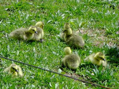 Canadaian baby geese.jpg(235)