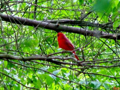 Cardinal in a tree.jpg(159)