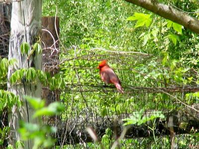 Cardinal on the fence.jpg(149)