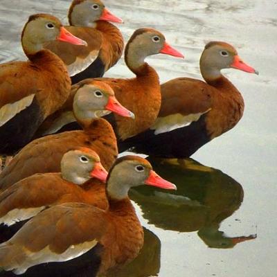 Rust-Colored Ducks by Gordon W
