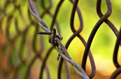 Just Over  the Fence by Shubin