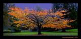MC43: Creative with PP - The Tree by Dennis Dangerfield