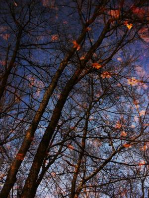 Bare Trees and their Leaves