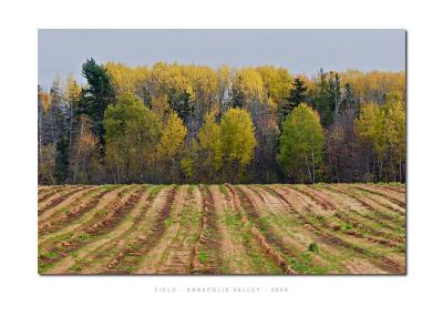 Field - Annapolis Valley