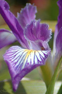 Wild Iris