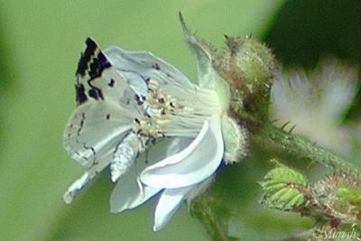 Butterfly Petals (04-17-05)