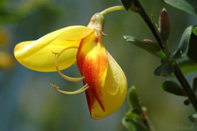 Scotch Broom Bloom