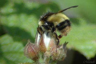 Blackberry Bumble Bee