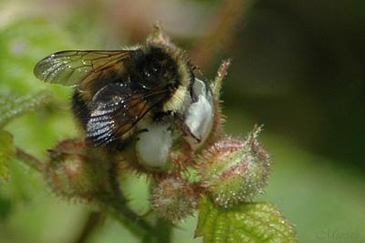 Bumble Bee Blackberry