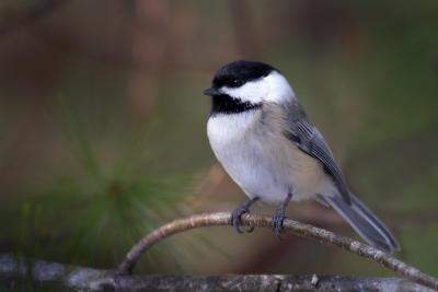 Black-capped Chickadee