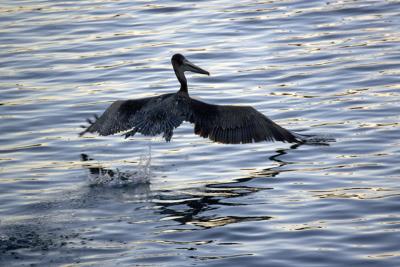 Pelican