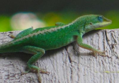 Green Lizard