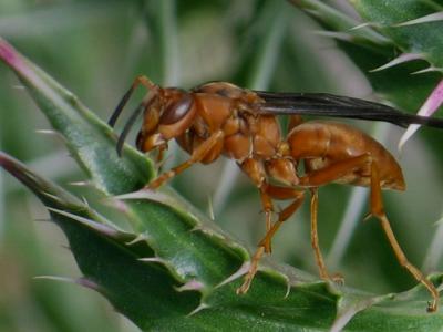 Red Wasp *