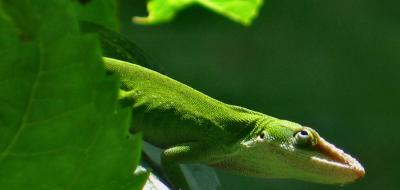 Green Anole *