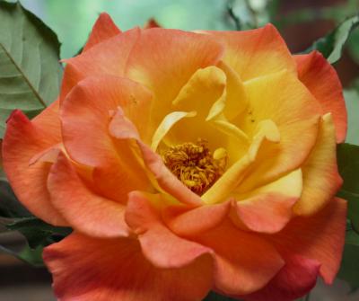 Multi-Color Rose