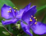 Spider Wort *