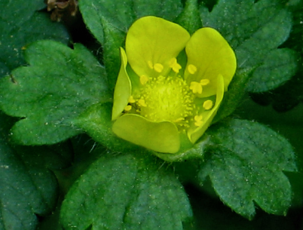 Wild Strawberry Blossum