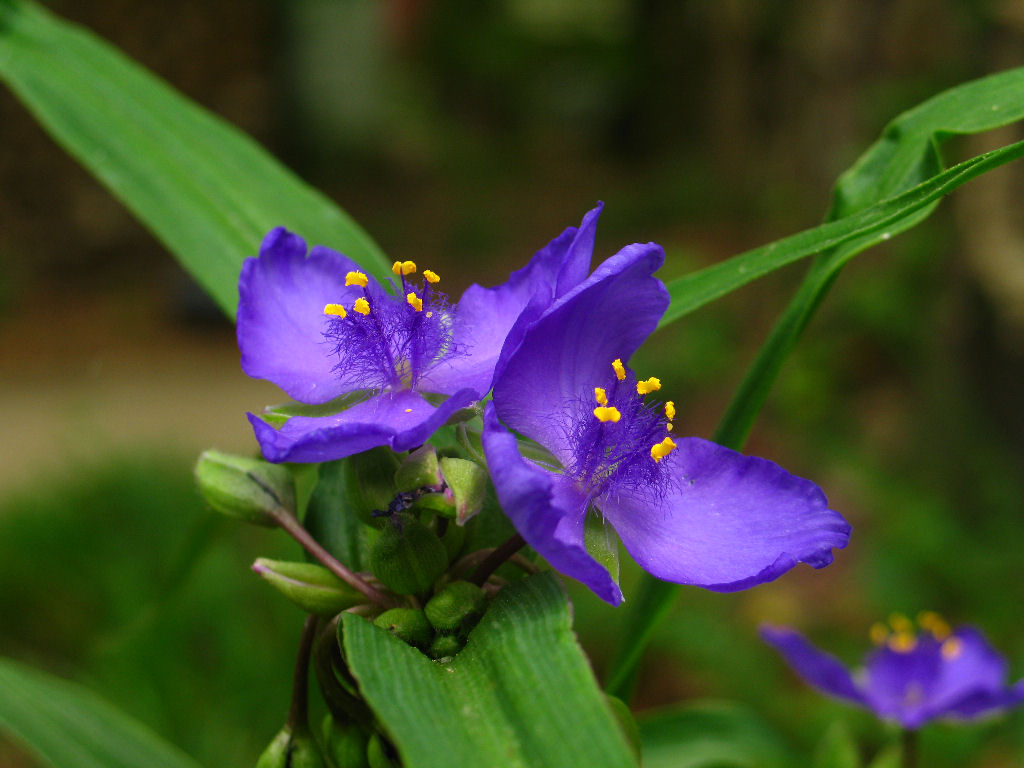 Spider Wort