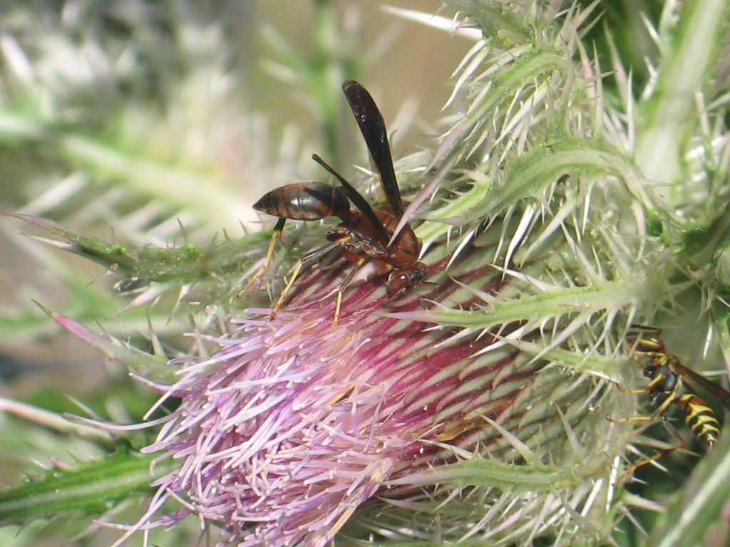 419 041a.jpg