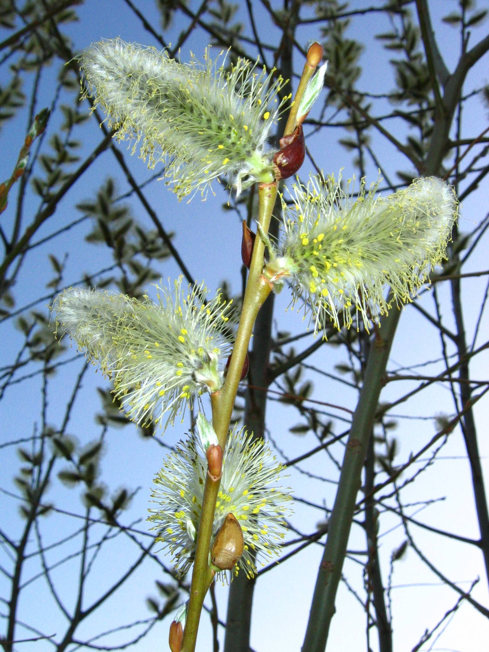 Spring has finally sprung, just look at the trees!