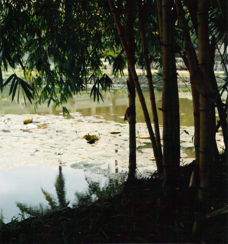Vuon Ky Hoa.Saigon