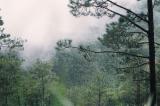Prenn . Dalat